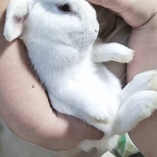 3羽のうさぎさん里親募集