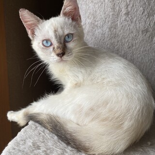 ずっとのおうちを探しています