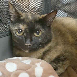 しっぽの先がかわいい！さびガールのあやめ