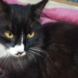 子猫の面倒見て!母猫と思われてるロンです