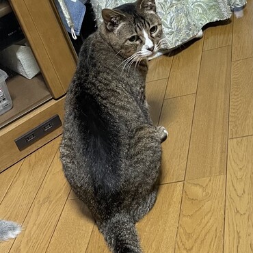 最近捨て猫が多くて雷Ｇがストーカーされて機嫌が悪いの(ﾟoﾟ;;絶対あたちの隠し子じゃないからね！