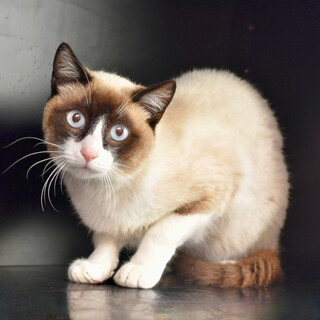 シャムのパン君！