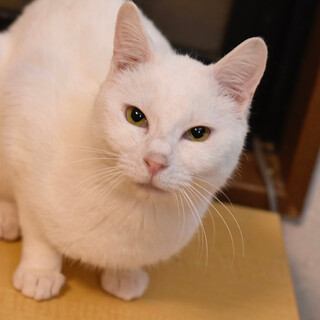 しろのココナッツくん！