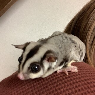 フクロモモンガ女の子2匹