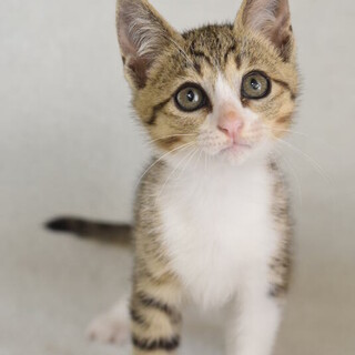 かわいいすぎのシシトウくん！