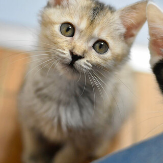 ちっちゃいフキちゃん