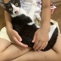 美形 6姉妹♡ごろにゃんハチワレ《ハチコ》