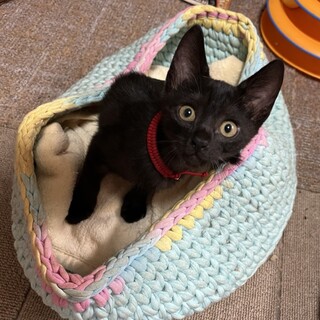 ジジみたい甘えん坊もみちゃん初心者向け