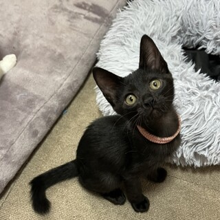 クールな姿の甘えん坊ときちゃん初心者向け