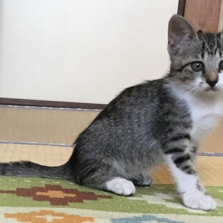 おっとり マイペース