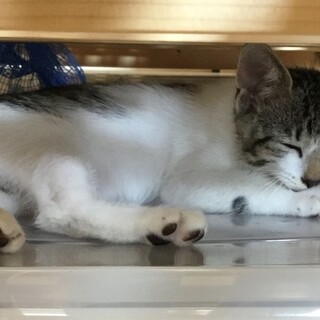 よく鳴く甘えん坊 控えめちゃん