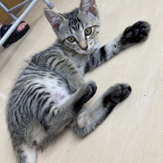 子猫3匹（保護猫）