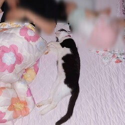 ネルちゃん2回目の病院