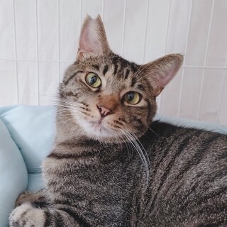 キジトラタルト