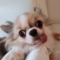 荻窪（おぎくぼ）遊ぶの大好き❤チワワちゃん