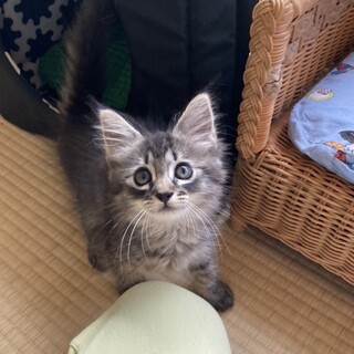 長毛黒キジ可愛い女の子ミニョンヌちゃん