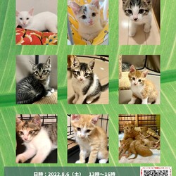 子猫の譲渡会in多摩センター
