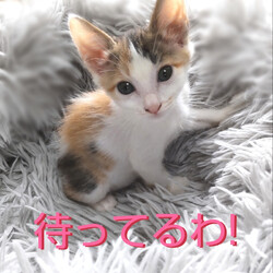 とだニャン保護猫里親会 サムネイル2