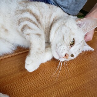 溶血性貧血を患う猫ちゃんです。