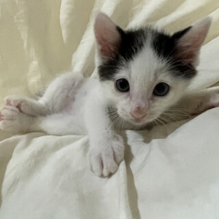 ふわふわの男の子おん君
