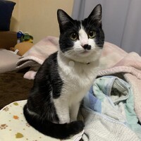 もも