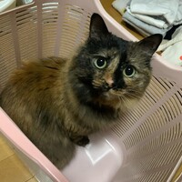 りん