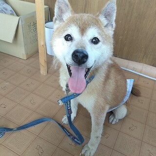 少し怖がりな可愛い柴男の子