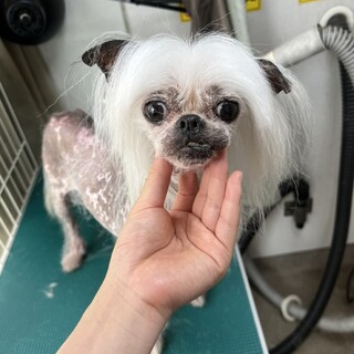 ♥きのこちゃん♥人懐っこいチャイクレの女の子です！