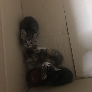 子猫