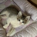 可愛い子猫たち
