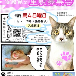 南大阪⭐️保護猫の里親募集会　in 大阪熊取町