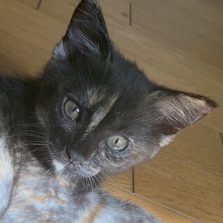 とっても可愛い貴重なサビ柄女の子キキ