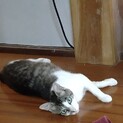 半年くらいのオス猫
