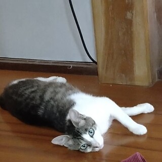 半年くらいのオス猫