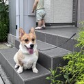 5歳のコーギー(トライアル中で応募一旦中止します)