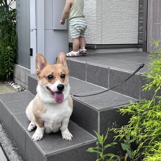 5歳のコーギー(トライアル中で応募一旦中止します)