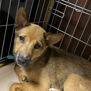 チャイちゃんの家族を探してます。