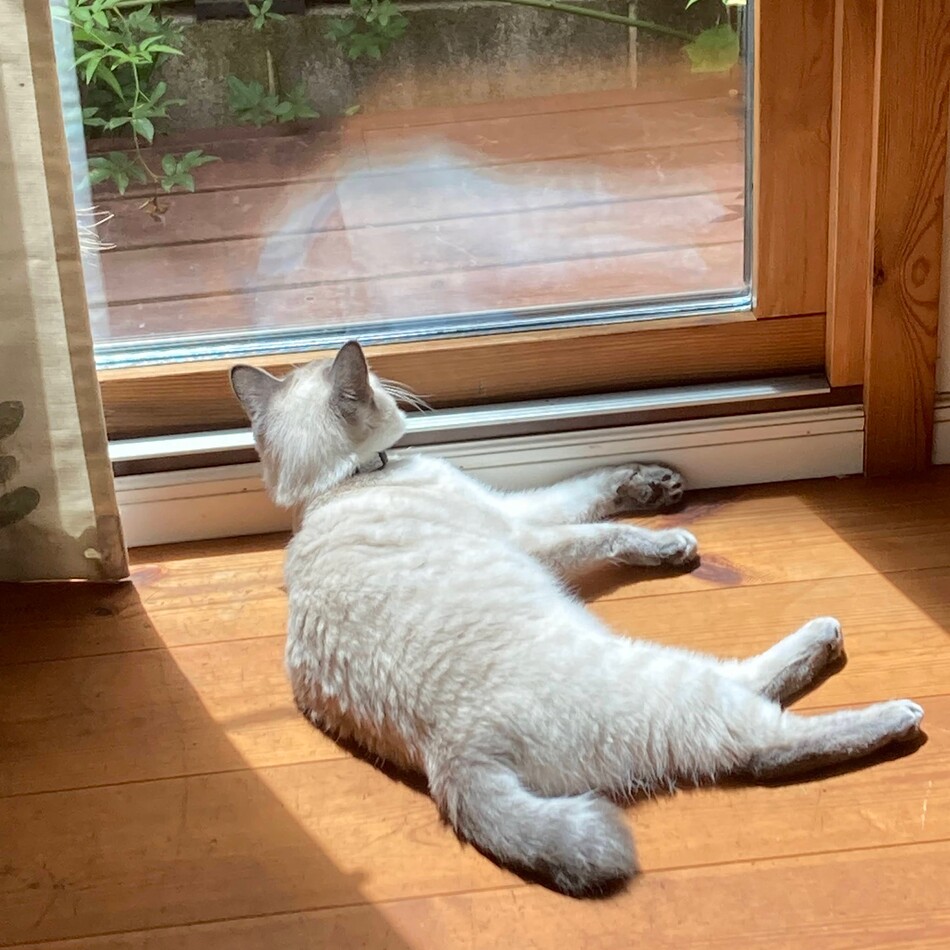 ルチェのカバー写真