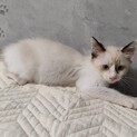 ラグドール風こねこ♂