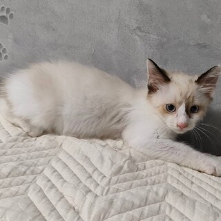 ラグドール風こねこ♂