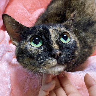 ５秒見つめたら、もう虜！個性派サビ『はなび』３歳