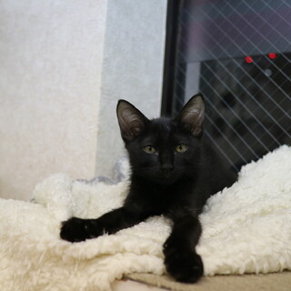 【二ヶ月♀】黒猫　スミちゃん