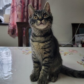 元気いっぱいの甘えん坊★がんも君★クロトラ