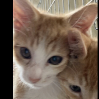 元気な茶白くん