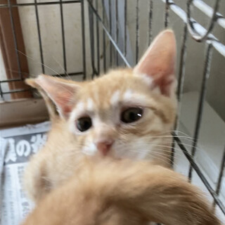 茶トラ（茶白くんと兄弟だよ）