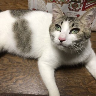 とても懐っこい♡こまちちゃん《7/24譲渡会参加》