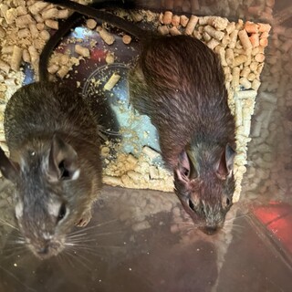デグーマウス 4月生まれ  メス2匹