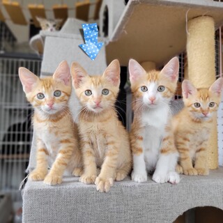 7/24【浅草譲渡会】　笹太郎君　２ヶ月