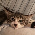 【かんみ】おかげさまで里親様が決まりました。