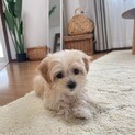 マルチーズ×トイプードルの子犬 マルプー